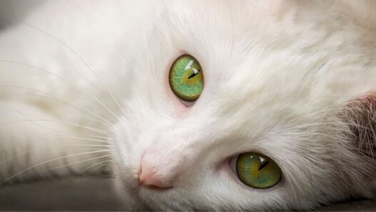 Photo of a white cat with really mesmerizing green eyes looking at the camera to illustrate a blog about cat pupils and eye health