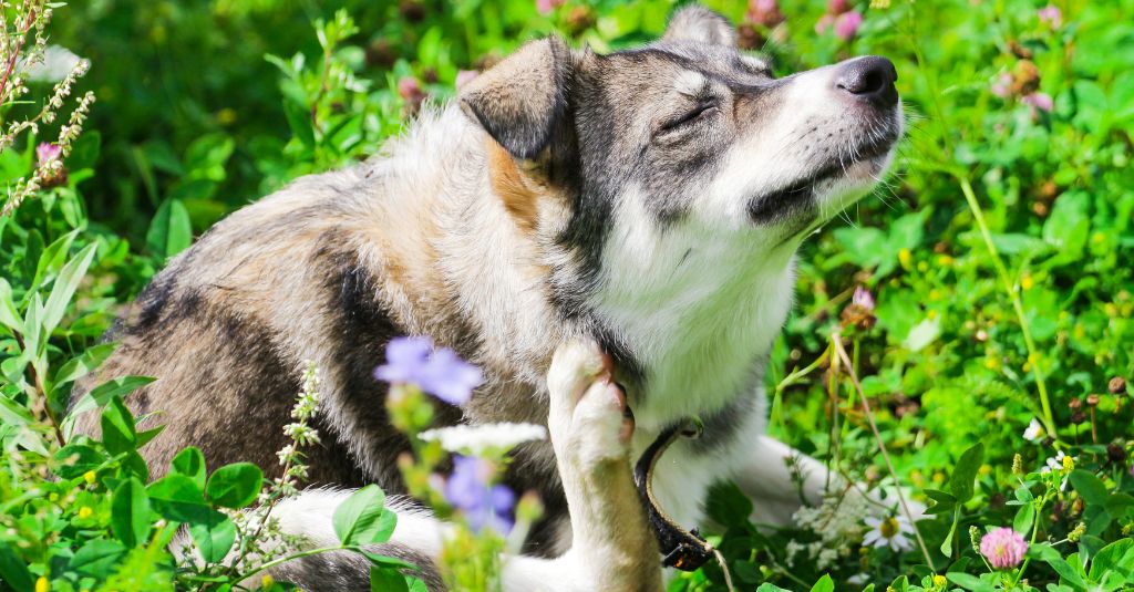 Photo of a dog itching in a grass field to represent dogs with seasonal allergies.