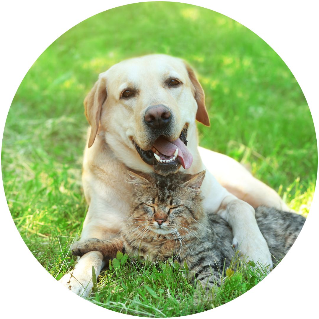 Here's a heartwarming photo of a dog and a cat sharing a special moment in the park. This image depicts a blog about ginkgo biloba benefits for dogs and cats.
These furry siblings are hugging each other tightly, showcasing their strong bond.
 