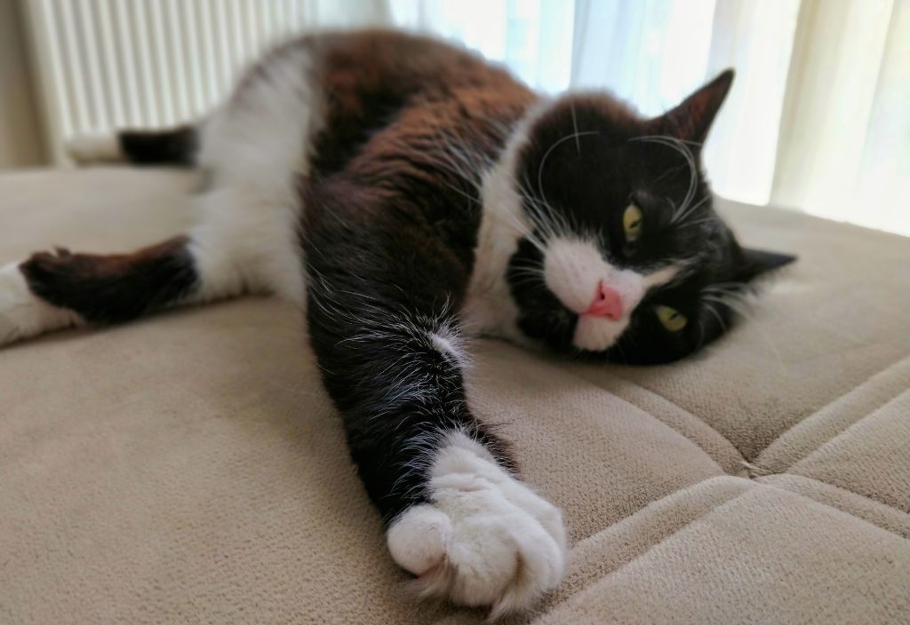 A tuxedo cat with bright pink nose rests on a couch to represent holistic cat care.