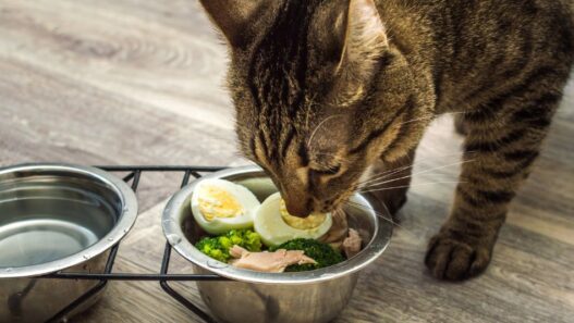 Photo of a tabby cat eating a plate of homemade food to illustrate the importance of holistic cat care.