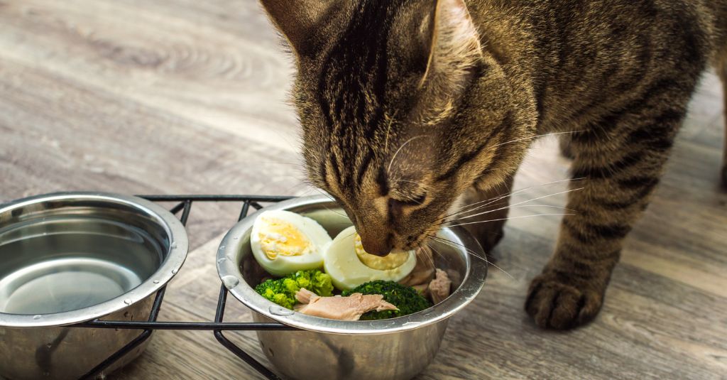 Photo of a tabby cat eating a plate of homemade food to illustrate the importance of holistic cat care.