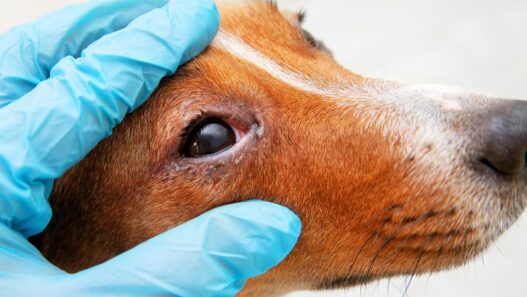 Photo of a Jack Russell Terrier looking dog with brown markings and yellow eyes being cared by a vet to detect possible pannus in dogs