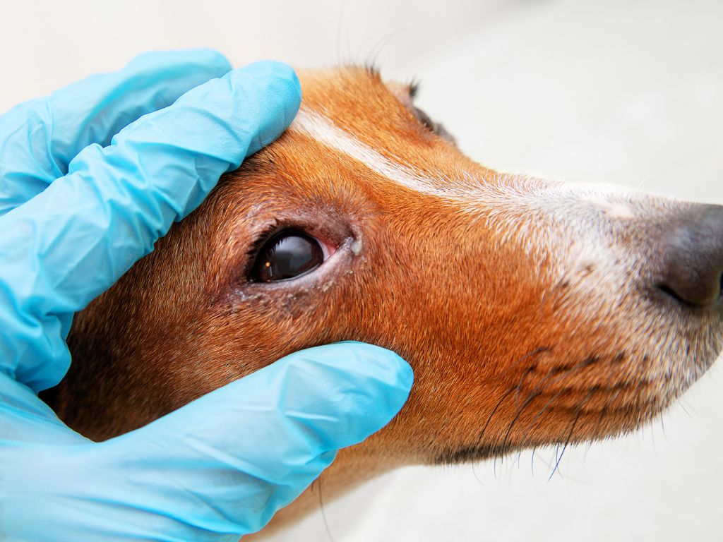Pannus in Dogs: Understanding this Canine Eye Condition
