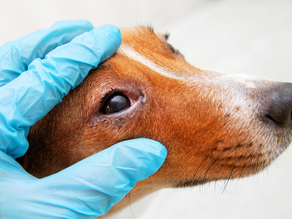 犬のパンヌスの可能性を検出するために獣医師によって世話されている、茶色の模様と黄色い目をしたジャック ラッセル テリアのような犬の写真