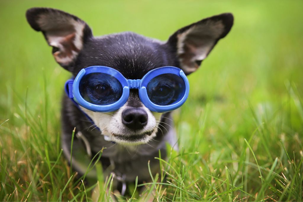 Photo of a dog wearing UV protection goggles to represent possible ways to care for pannus in dogs. 
