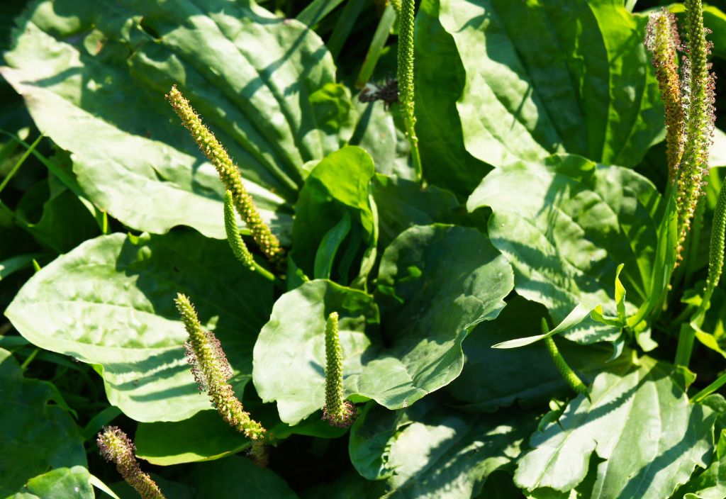 Photo of a close up of plantain for dogs and cats, a herb that can promote many benefits to pets.