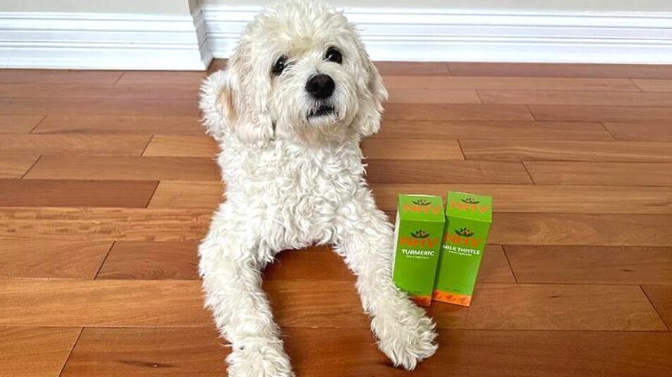 Healthy pets start with proactive health! Nora uses NHV Milk Thistle and Turmeric to support her overall wellbeing.