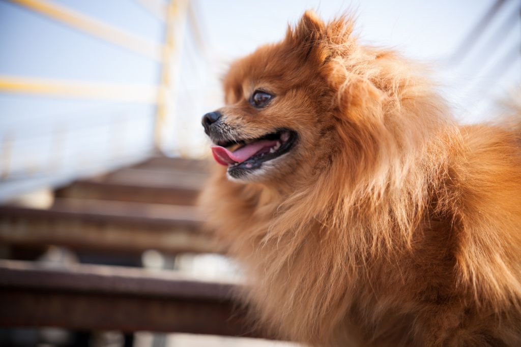 Photo of a pomeranian dog panting, to illustrate the breathing difficulties caused by collapsing trachea in dogs