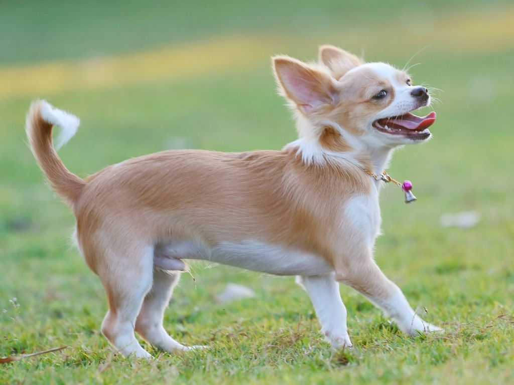 Foto de um cachorro Chihuahua correndo em um campo gramado e ofegante, para ilustrar os sinais de colapso da traquéia em cães