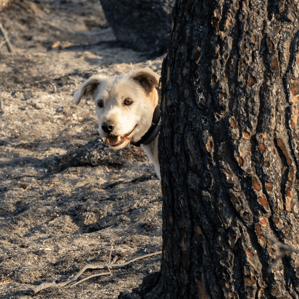 A photo of a dog hiding behind a tree in an area that looks completely burnt from wildfire to illustrate a blog answering the question: is smoke bad for dogs and cats?
