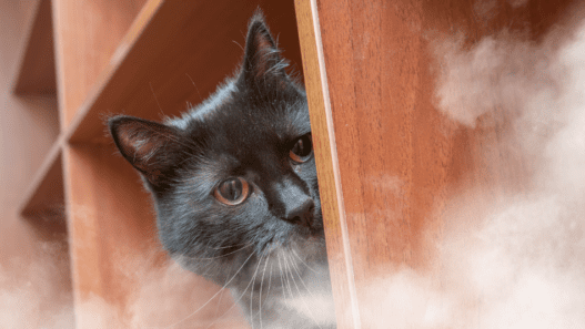 Photo of a cat hiding with smoke in the front to illustrate a blog answering the question: is smoke bad for dogs and cats?
