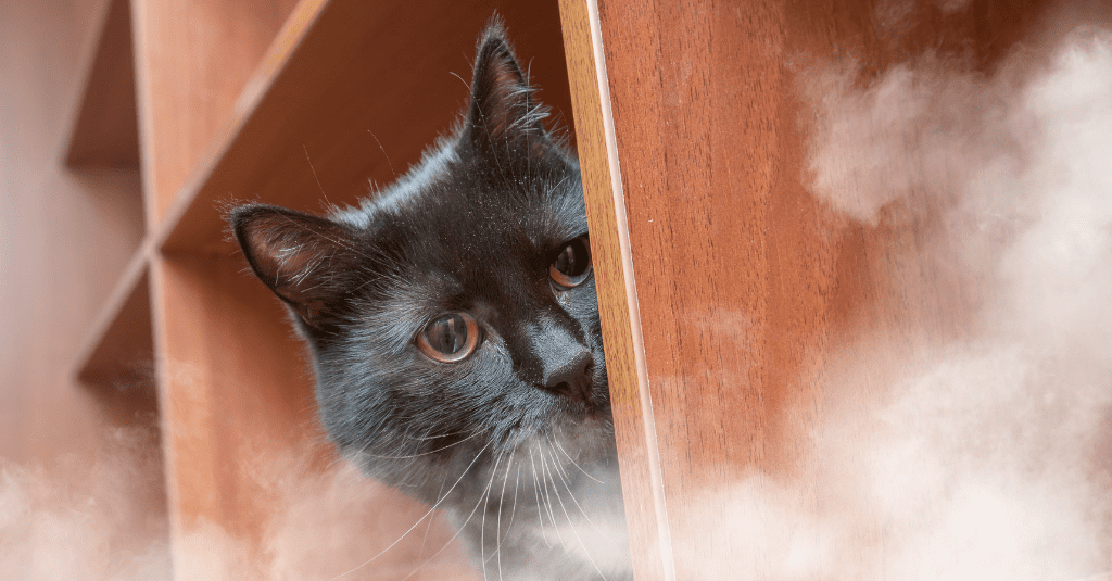 Photo of a cat hiding with smoke in the front to illustrate a blog answering the question: is smoke bad for dogs and cats?