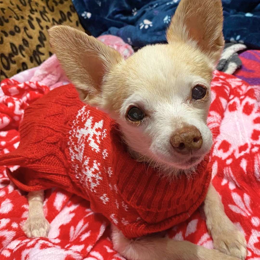 A small dog wearing a red sweater looking into the camera, a little warrior struggling with leukemia in dogs.