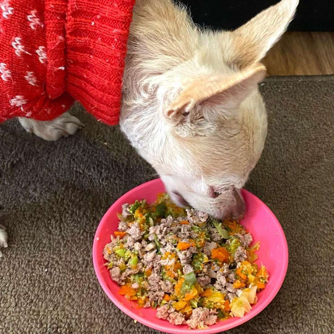 A small dog eating a homemade, nutritious meal prepared by her furmom to help address leukemia in dogs naturally. 

