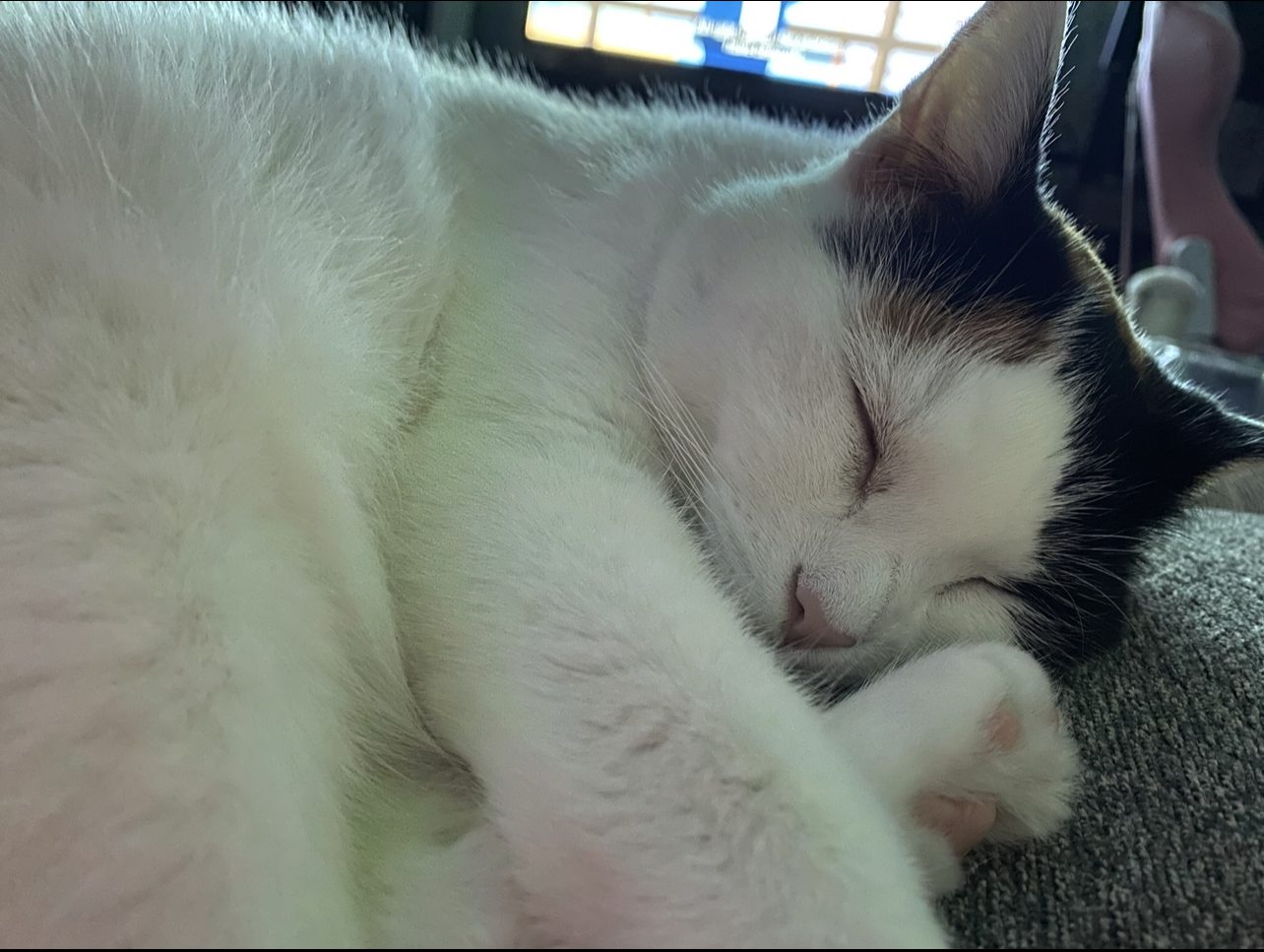 This image depicts a blog about herpes in cats (FHV). Here's a heartwarming photo of a cat sleeping/napping peacefully.