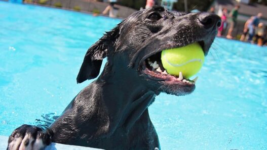 Image of a black labrador retriever-looking dog playing with a tennis ball inside a pool to illustrate safe ways of keeping dogs cool in summer