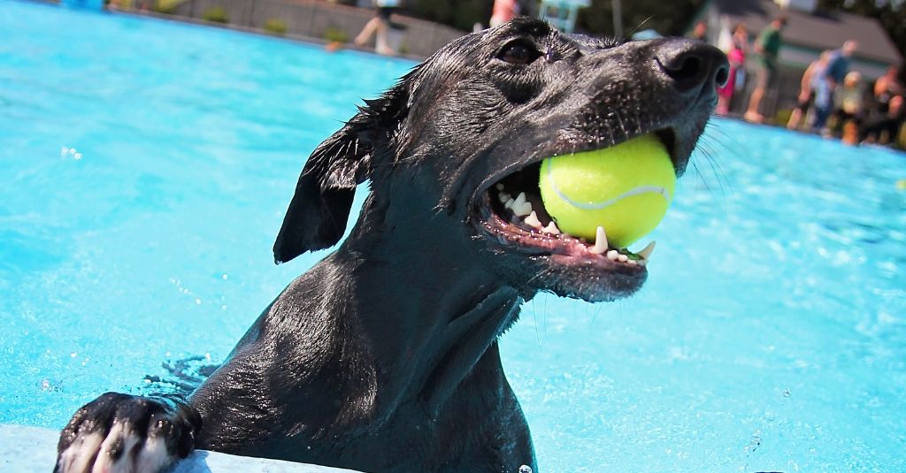 Image of a black labrador retriever-looking dog playing with a tennis ball inside a pool to illustrate safe ways of keeping dogs cool in summer