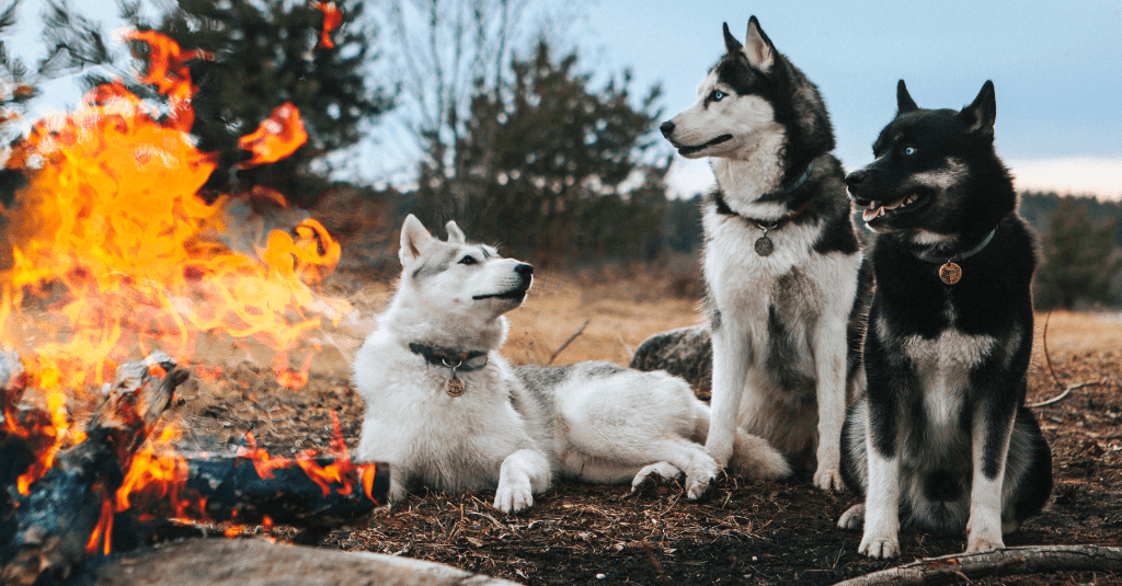 Photo of three husky-looking dogs surrounding a fire to illustrate a blog about pet fire safety tips.