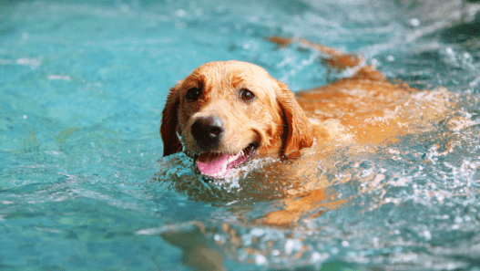 A golden retriever dog swimming happily in a swimming pool or lake.