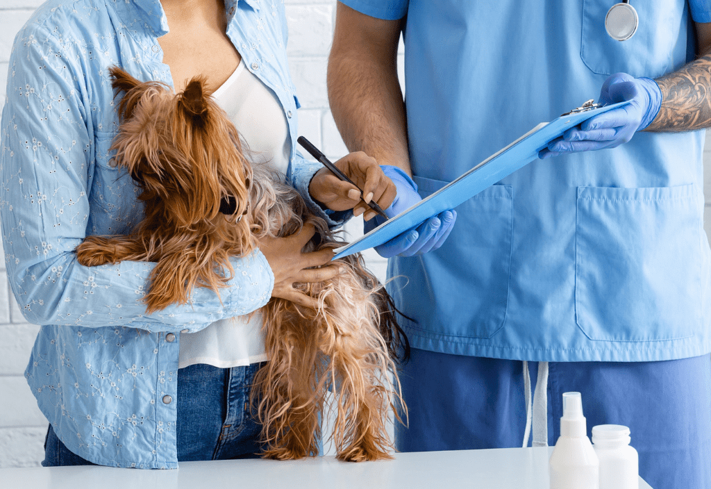A yorkshire terrier looking dog is in a veterinary setting to represent the importance of vital dog and cat organs like liver and kidneys.