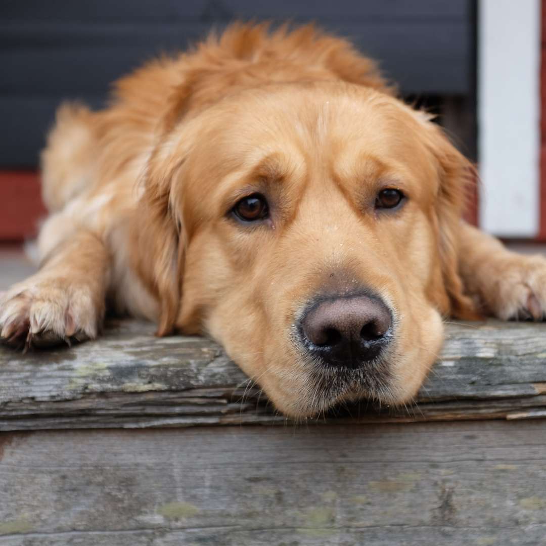 A golden retriever lying down, looking sad, to illustrate a blog about cats dogs joint supplements.