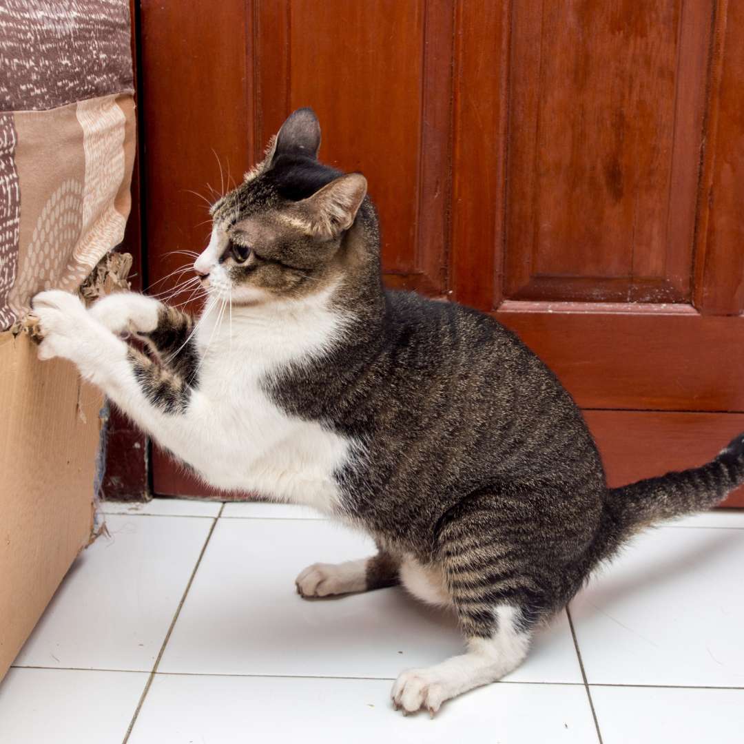 Cat scratching a cardboard in front of a closet-like furniture to illustrate a blog about cats and dogs joint supplements.