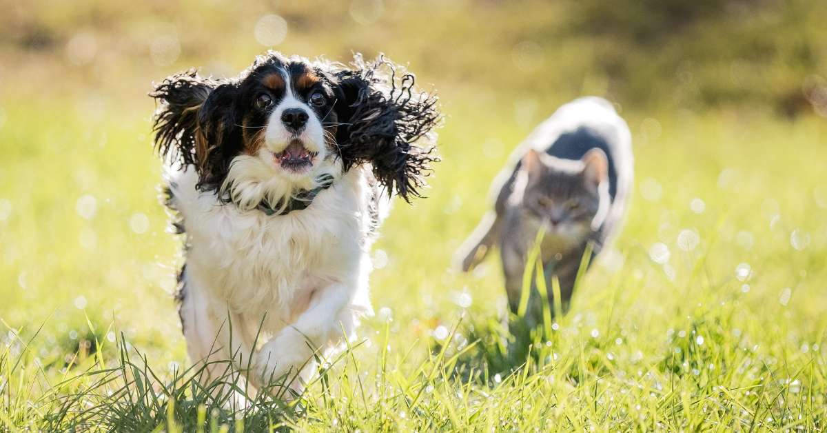 a dog and a cat running wild and free on grass after taking cats and dogs joint supplements