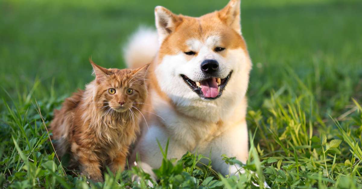 a dog and a cat smiling and hanging out on the grass to illustrate a blog about vital dog and cat organs like liver and kidneys.