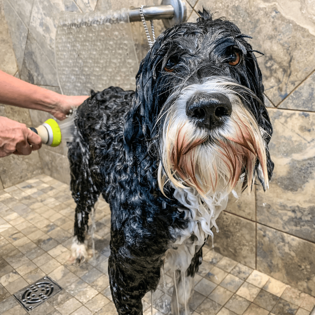 A wet dog getting rinsed off after dog swimming. 