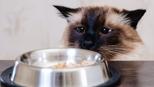 Photo of a cat looking at a bowl of food to illustrate a blog with senior cat diet tips.