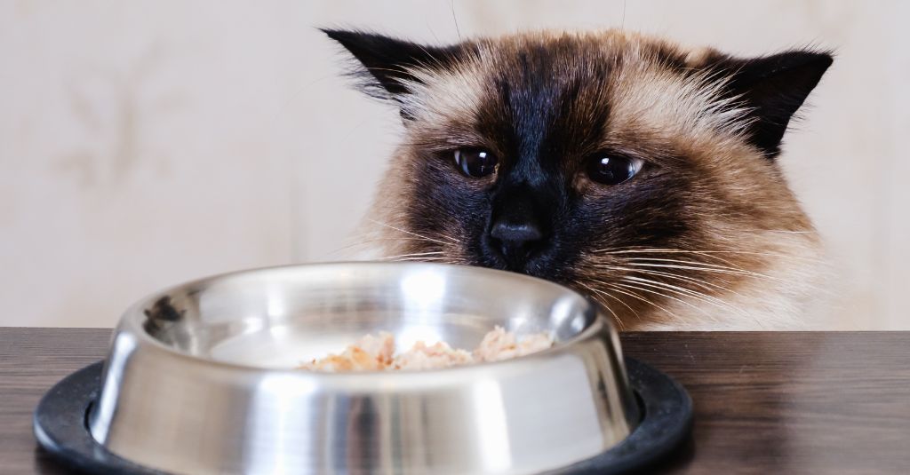 Photo of a cat looking at a bowl of food to illustrate a blog with senior cat diet tips.