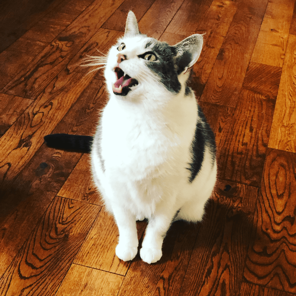 A cat meowing, which can be one of the signs of separation anxiety in cats.