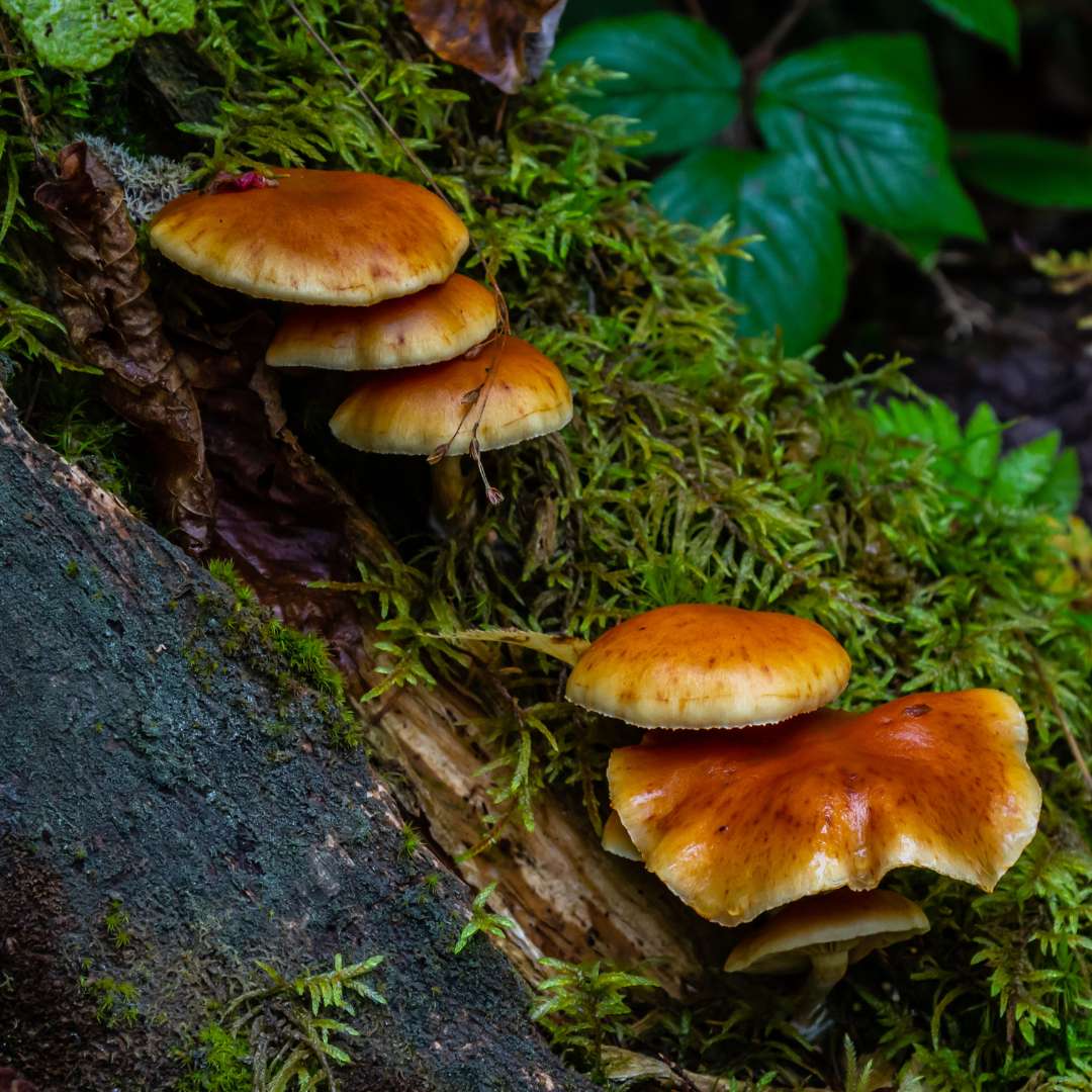 Gymnopilus in a forest surrounded by different plants to illustrate a blog that answers to the question: can dogs eat mushrooms? 