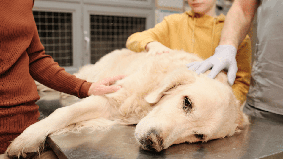 Cães - remédios por raça - Pastor dos Pirinéus - NHV Natural Pet