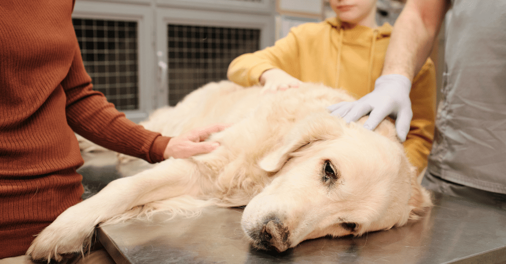 Photo of a golden retriever looking dog being examined by a vet, looking very sad, to illustrate a blog that helps answer to the question can dogs survive cancer?