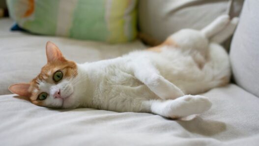 Photo of a white and ginger cat laying down on a sofa with their belly up, to illustrate GI lymphoma in cats.