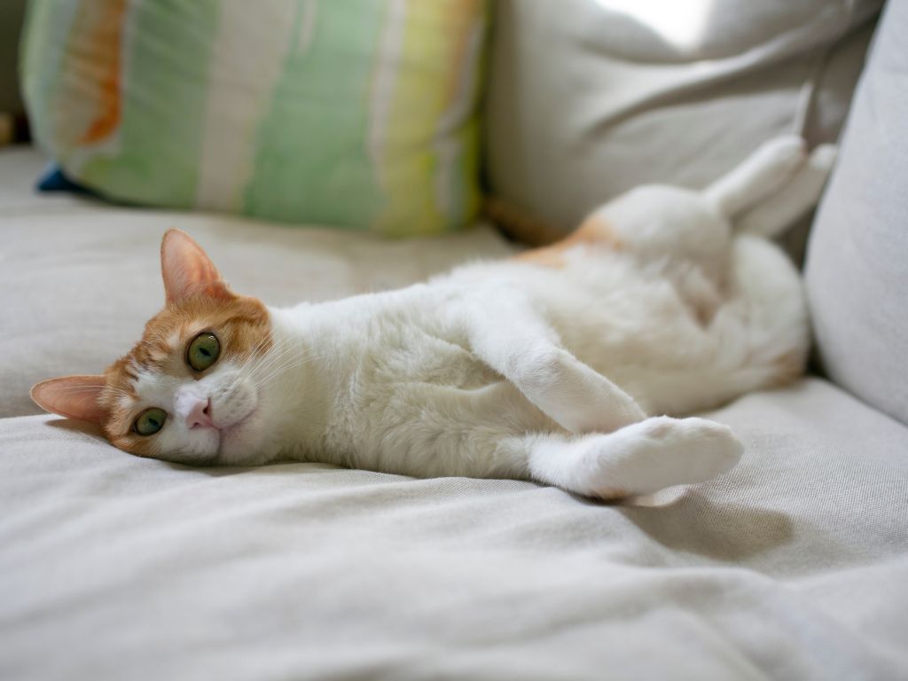 Foto einer weiß-roten Katze, die mit erhobenem Bauch auf einem Sofa liegt, zur Veranschaulichung eines GI-Lymphoms bei Katzen.