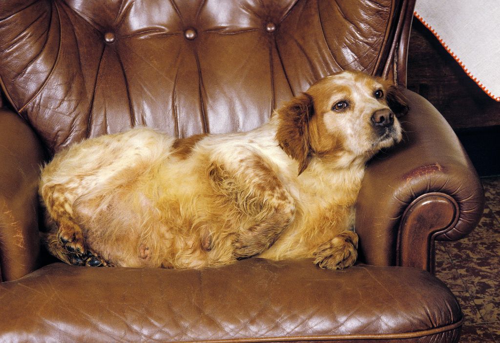 Photo of an obese dog laying down on a couch showing their big belly to illustrate a typical metabolic disease in dogs