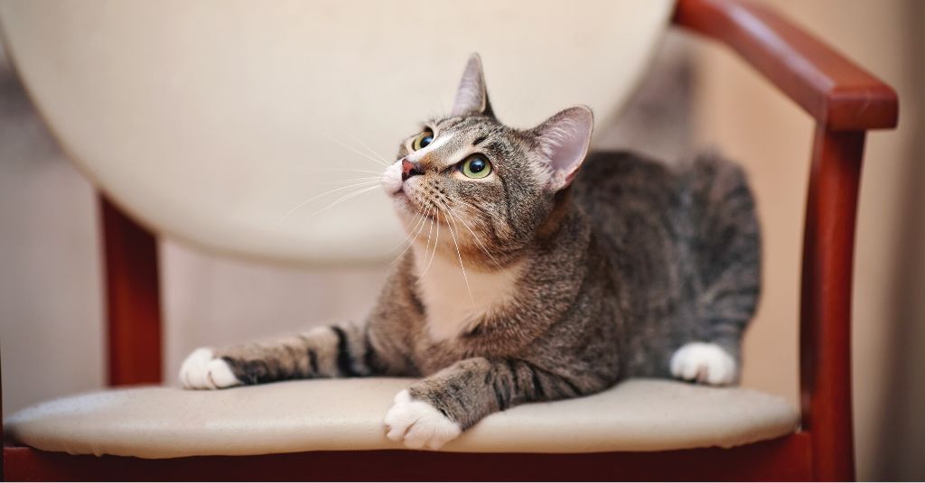 Photo of a cat sitting on a chair and looking up to illustrate a blog about metabolic disease in dogs and cats