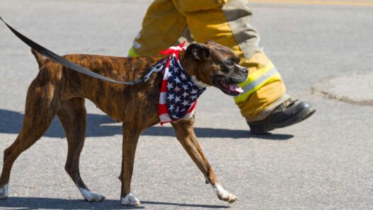 A fire pup with an American flag scarf on a leash, walking alongside other firemen.