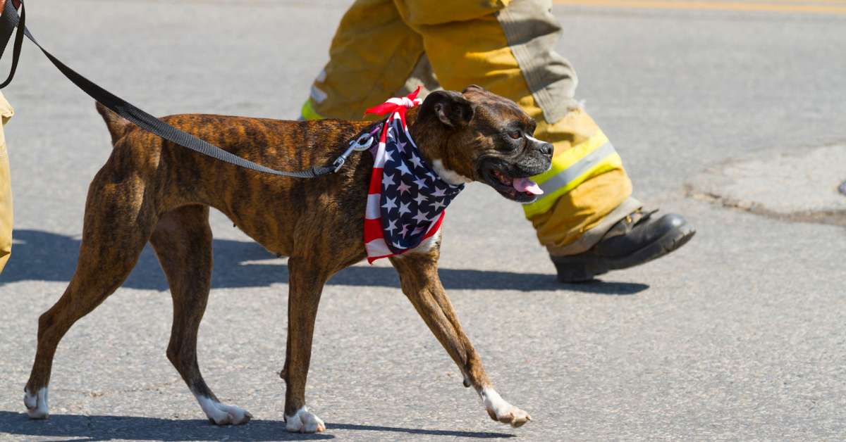 A fire pup with an American flag scarf on a leash, walking alongside other firemen.