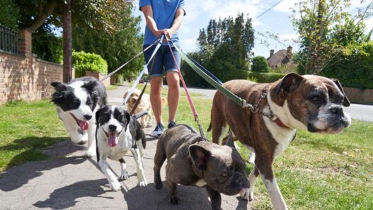 Young male dog walker walking five dogs and may also be Running with Dog along suburban street