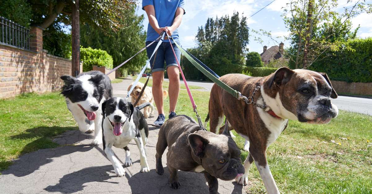 Young male dog walker walking five dogs and may also be Running with Dog along suburban street