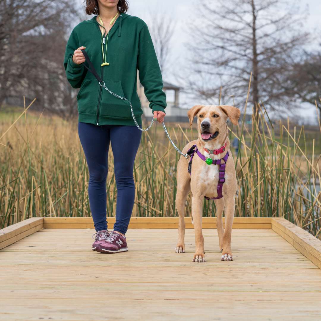 a woman running with dog stops and standing beside her dog with secured harness and leash