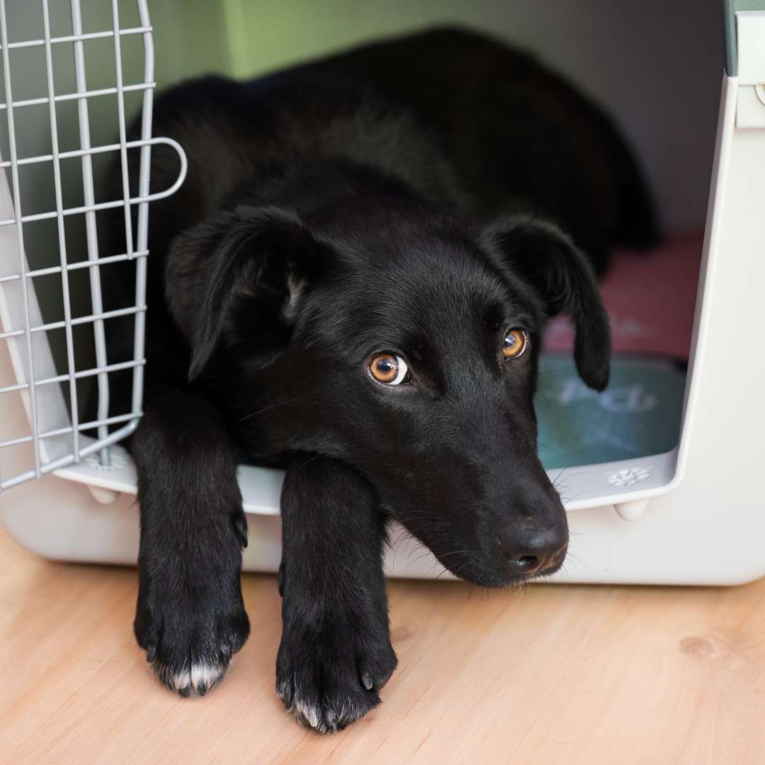 A cute black dog with hazel eyes lying down in a crate, looking into the camera to illustrate a blog for national fire pup day. 