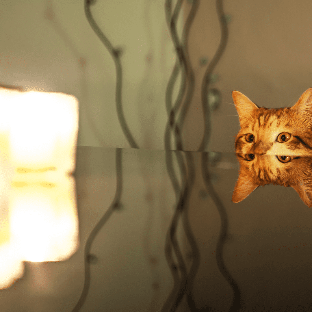 A playful and curious cat looking at a candle with flames to illustrate an article for national fire pup day.