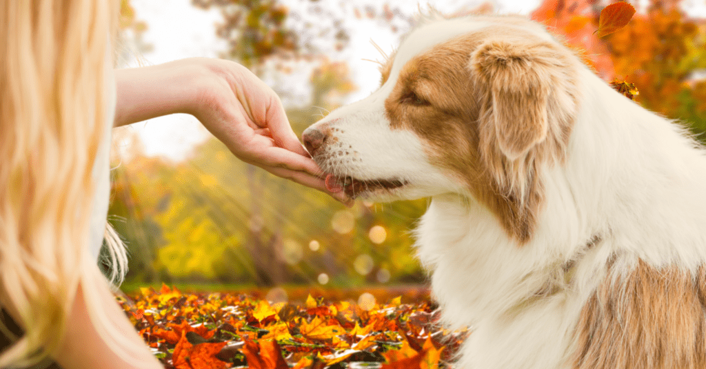 かぼちゃの犬のおやつレシピに関するブログを説明するために、赤い葉で覆われた野原で犬の口に何かを与えている人の写真