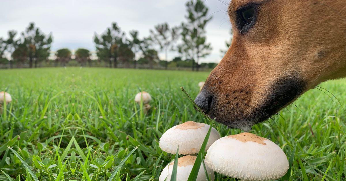 A dog smelling mushrooms in a grassland to illustrate a blog that helps answer the question: can dogs eat mushrooms?