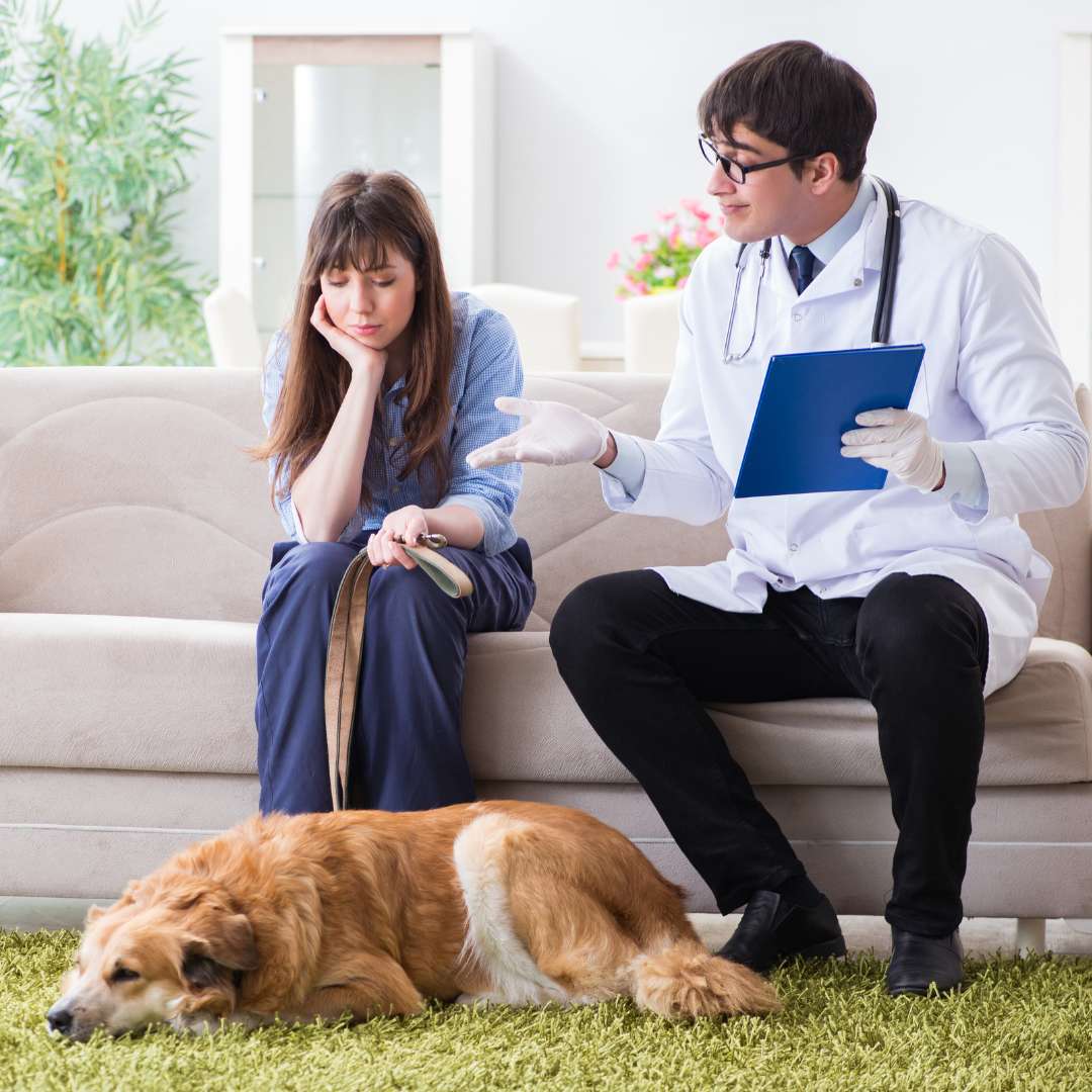 A lady with bangs and long straight hair visits her dog's, more specifically, golden retriever's, vet to consult "can dogs eat fennel". The vet wears black-rimmed glasses and is wearing his surgical gloves and stethoscope.